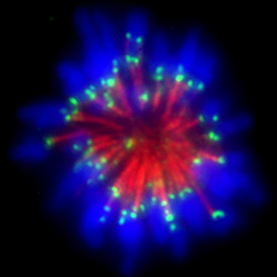 Monopolar spindle: red microtubules radiate from the center to green kinetochores, surrounded by blue chromosomes
