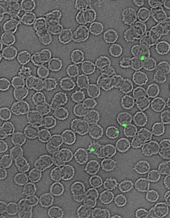 Field of gray red blood cells with a few small green micronuclei