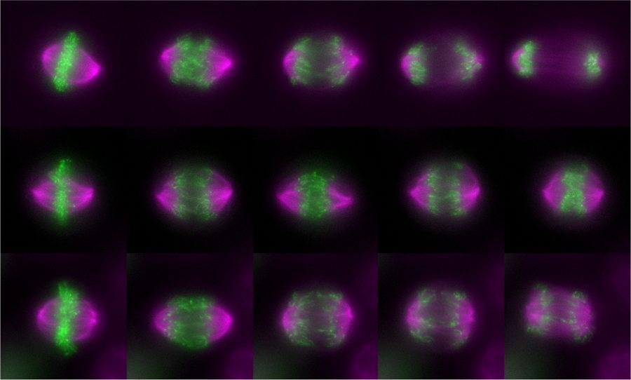 Three rows of time-lapse frames of dividing cells, chromosomes in green and spindles in magenta