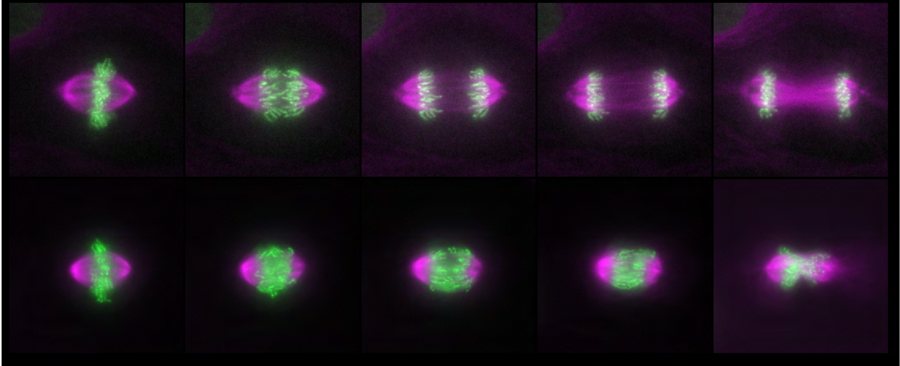 Two rows of time-lapse frames: wild-type chondrocytes separate their chromosomes, while mutant cells fail to elongate the spindle