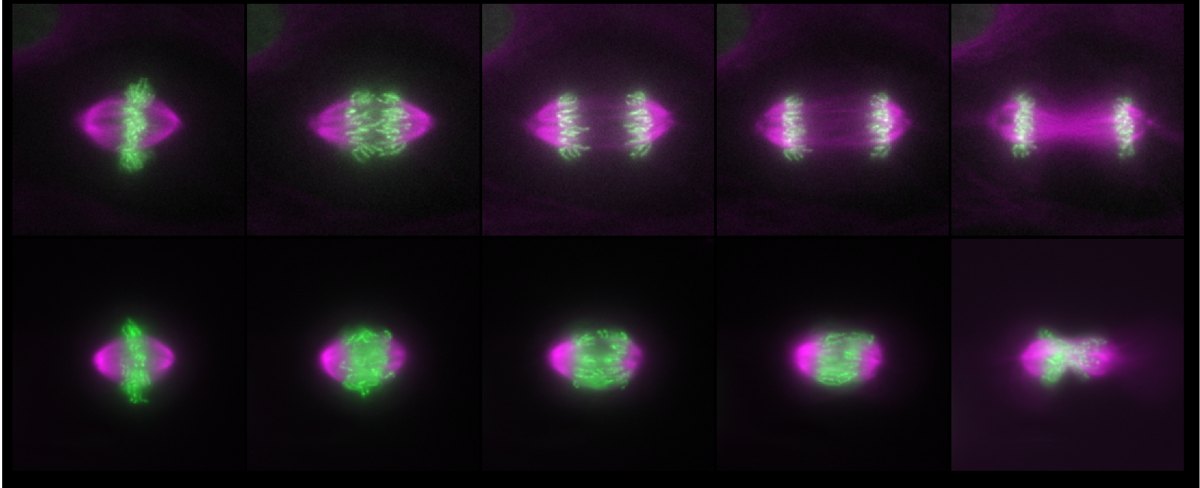 Time series of dividing cells, chromosomes in green and spindle in magenta: control cells separate their chromosomes in anaphase while mutant cells fail to elongate the spindle