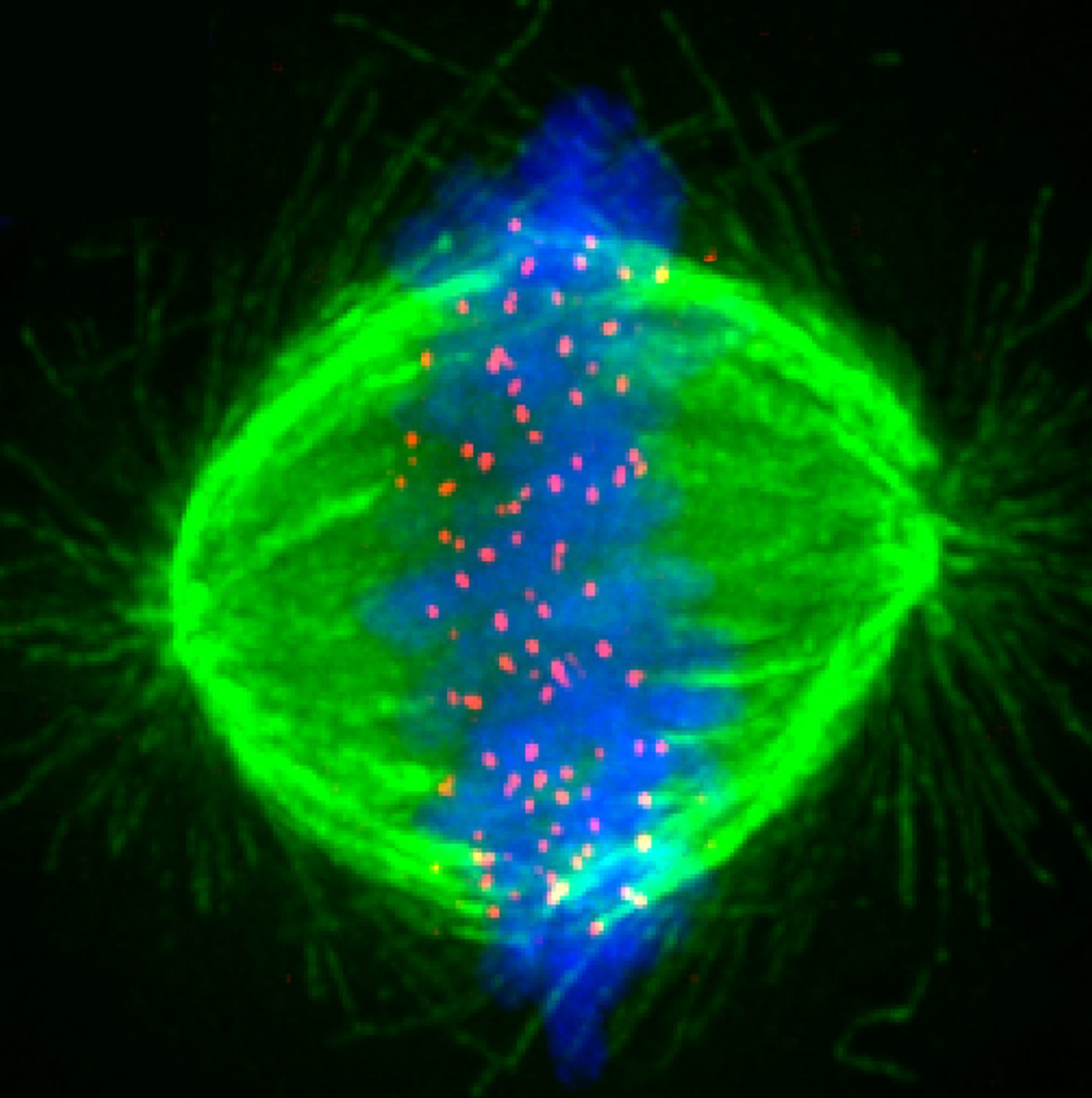 Fluorescence image of a human mitotic spindle: green microtubules fan out from two poles around blue chromosomes aligned at the center